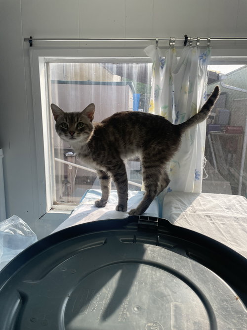 Photo 2 of Dan (FIV+)