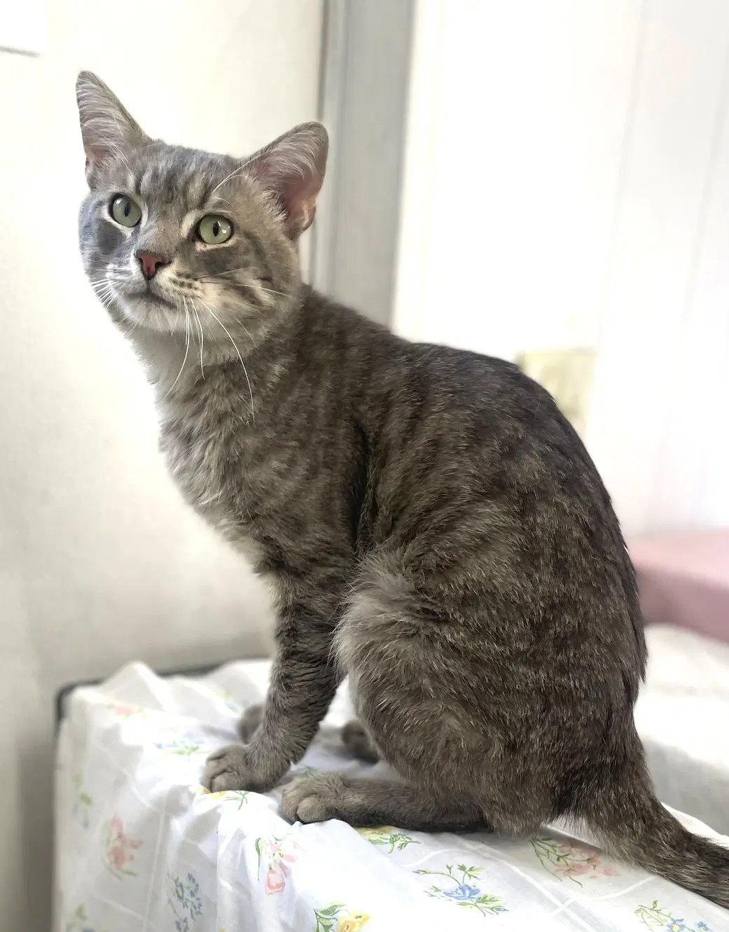 Dan Fiv - Domestic Short Hair