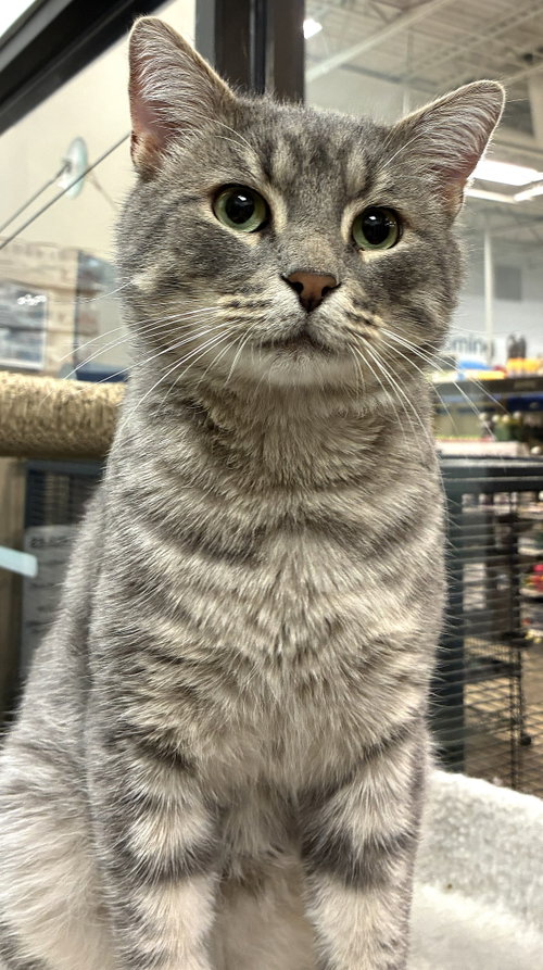 Dan (FIV+)