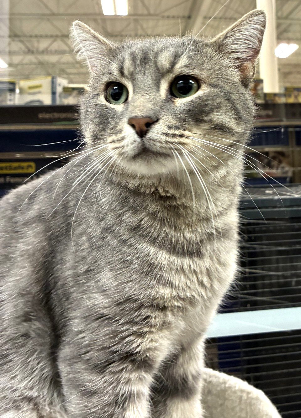 Dan (FIV+), photo 2