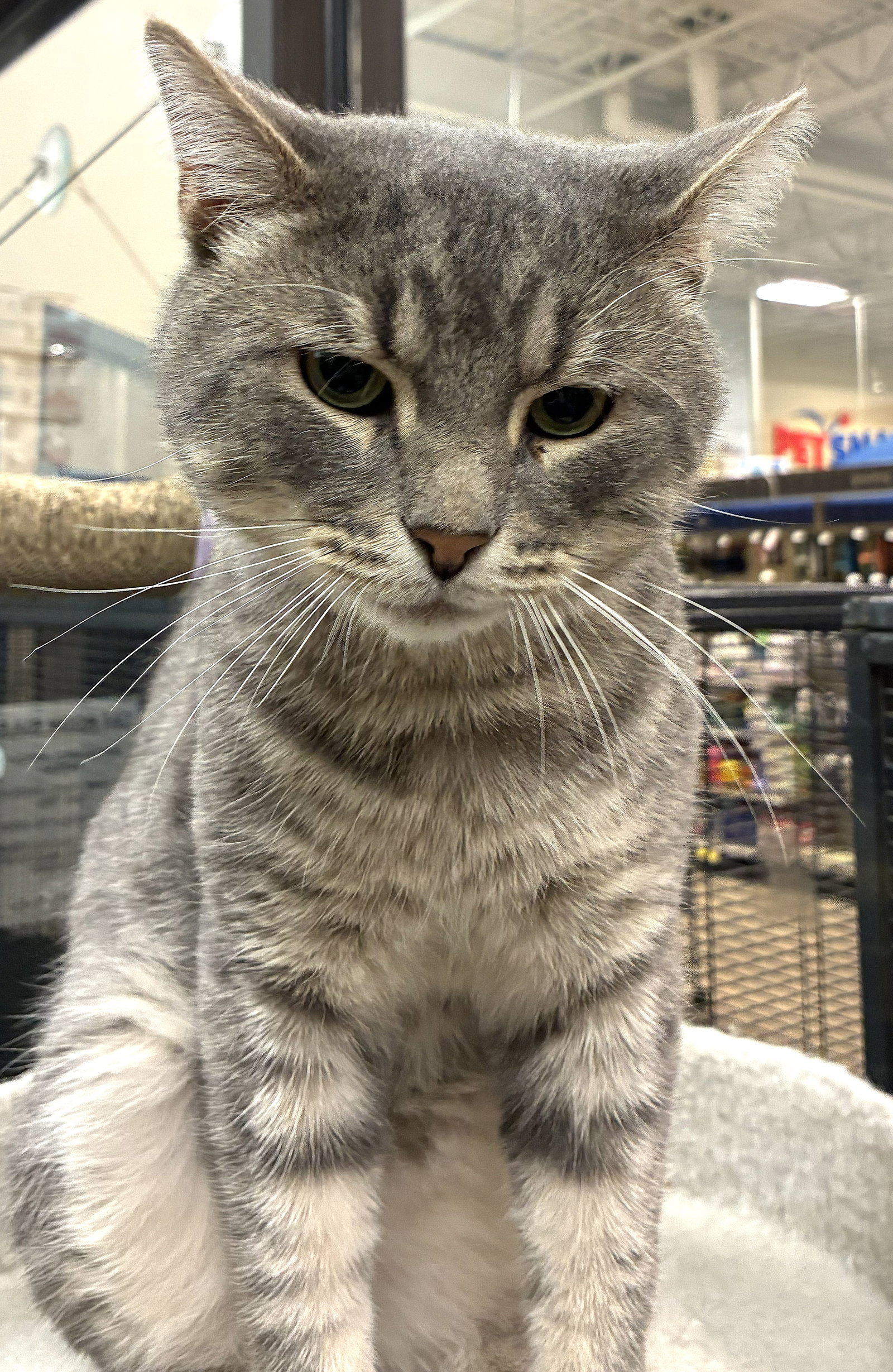 Dan (FIV+), photo 3
