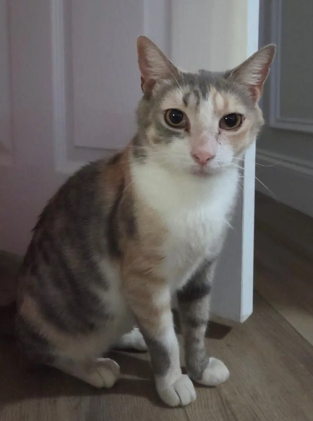 Omma - Domestic Short Hair