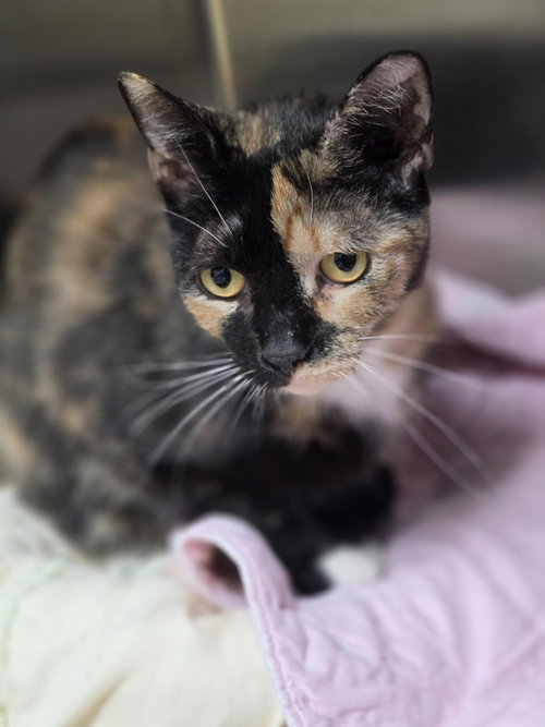Pistachio (TAS 11)