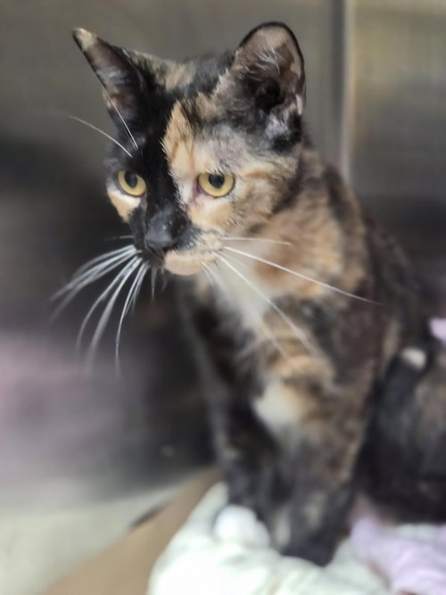Photo 4 of Pistachio