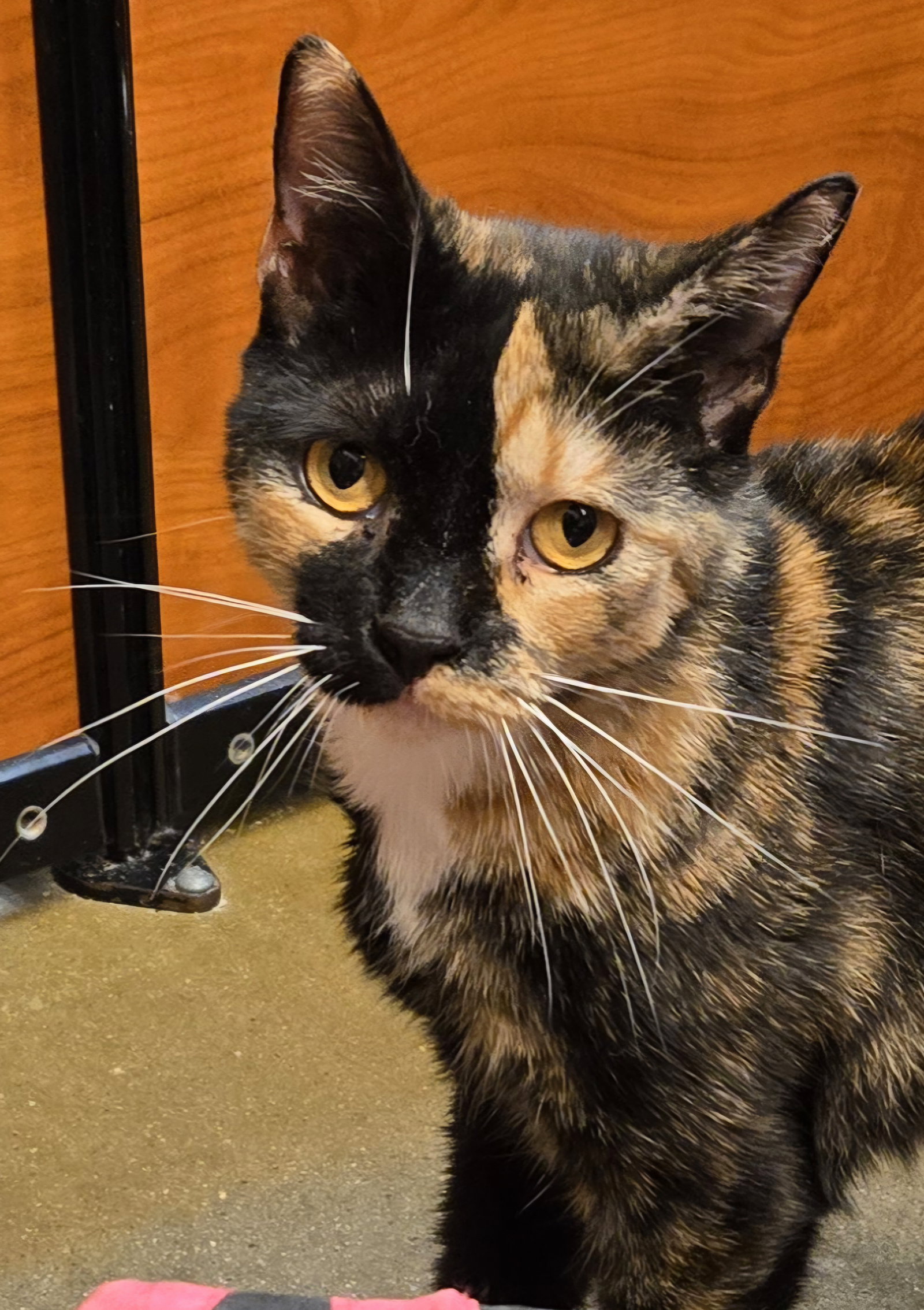 Pistachio, cat
