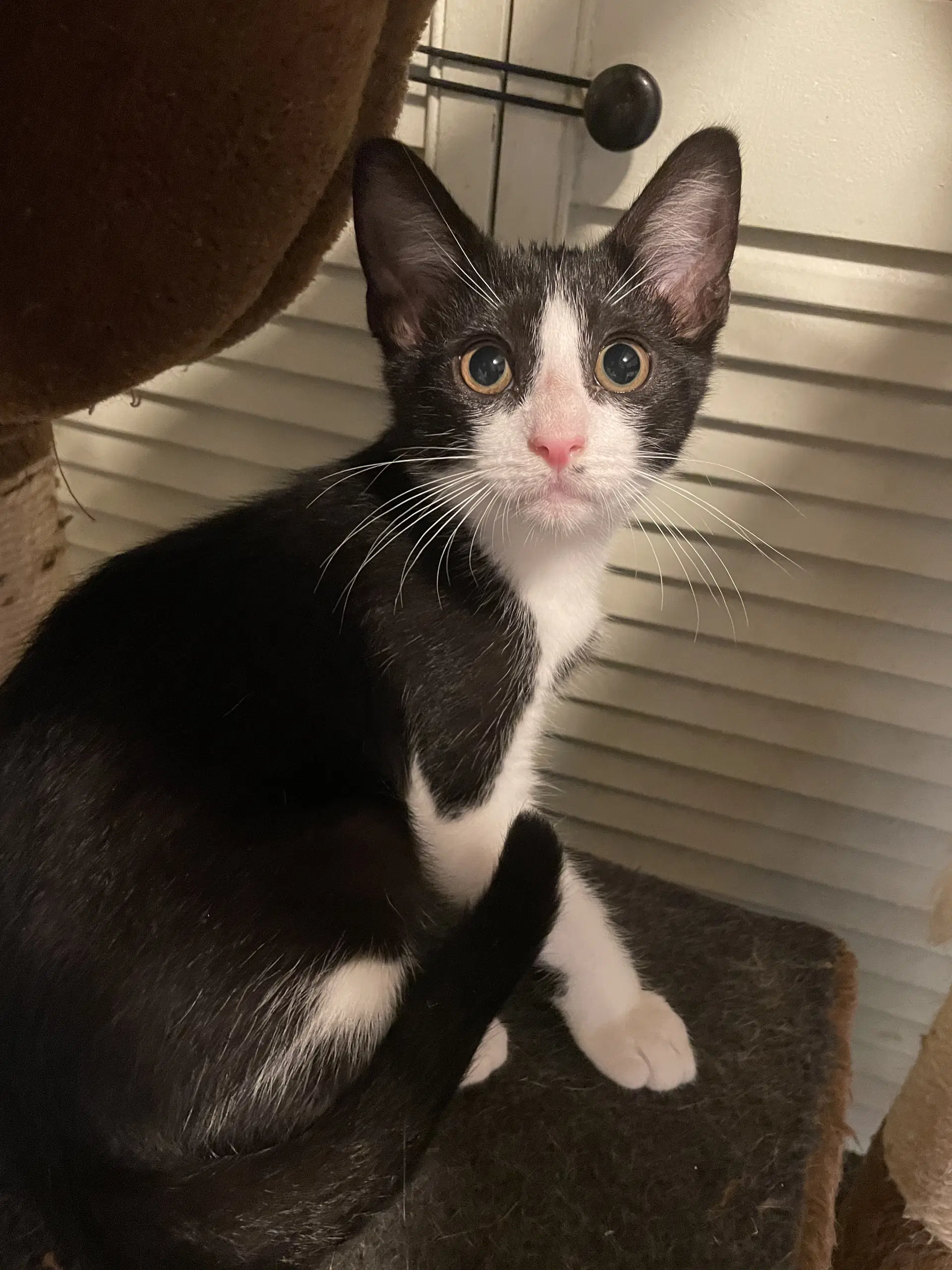 Nelly - Domestic Short Hair