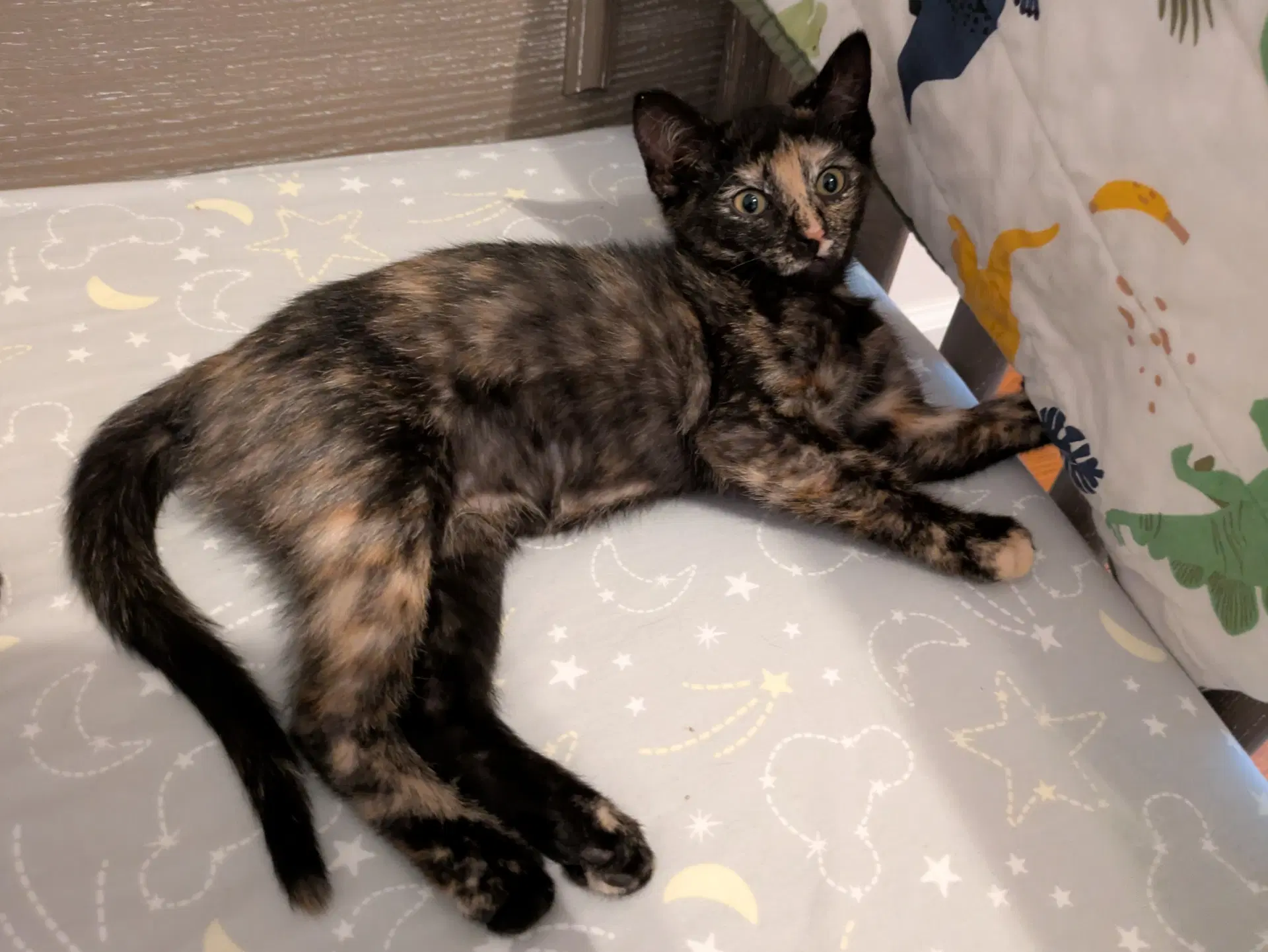 Starr M - Domestic Short Hair