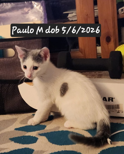 Paulo