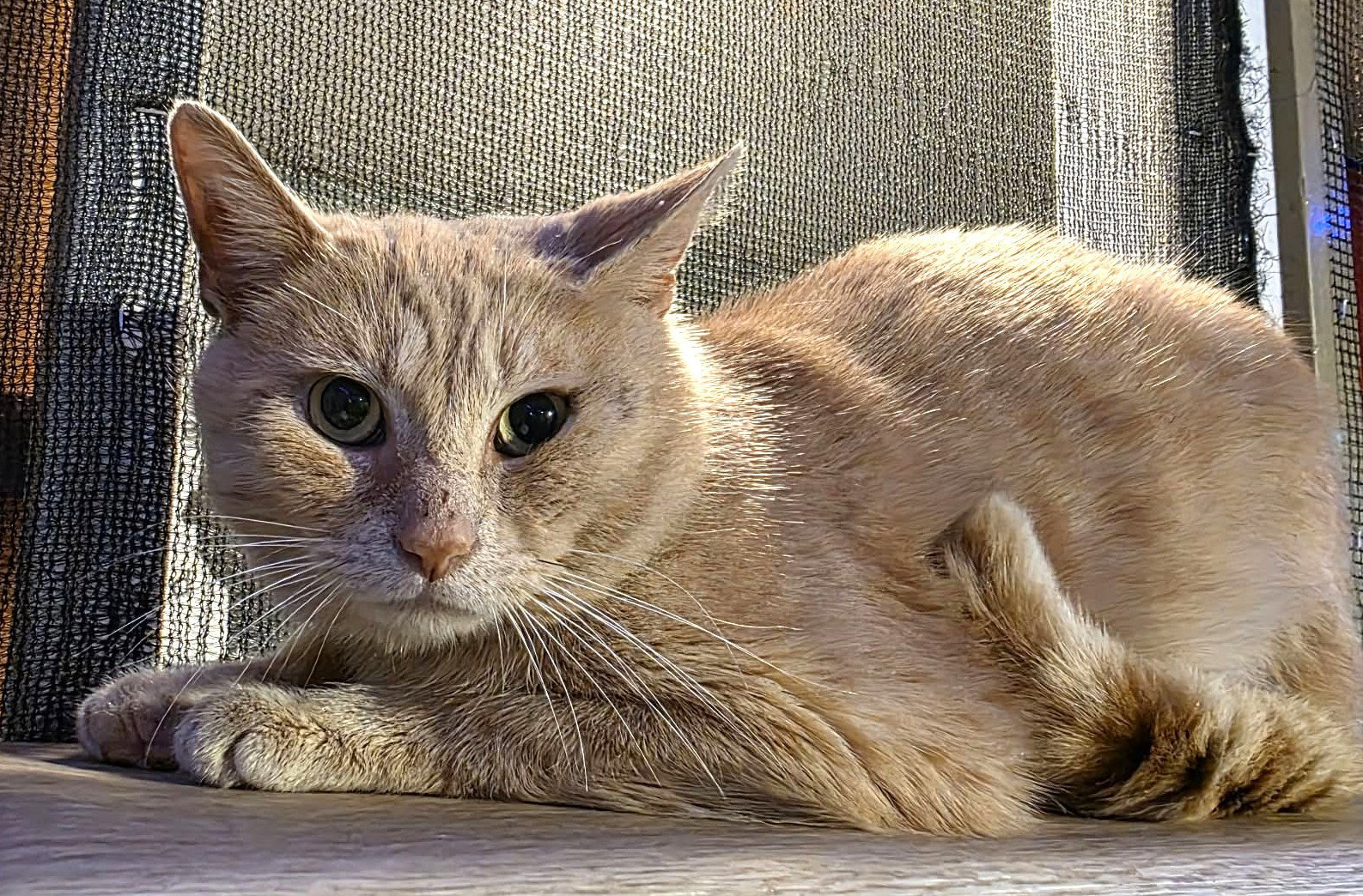 Professor Pumpkin Paws, photo 7