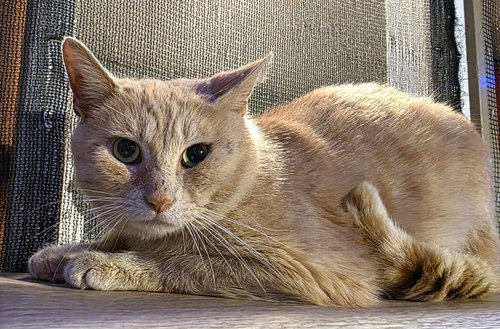 Professor Pumpkin Paws photo 5