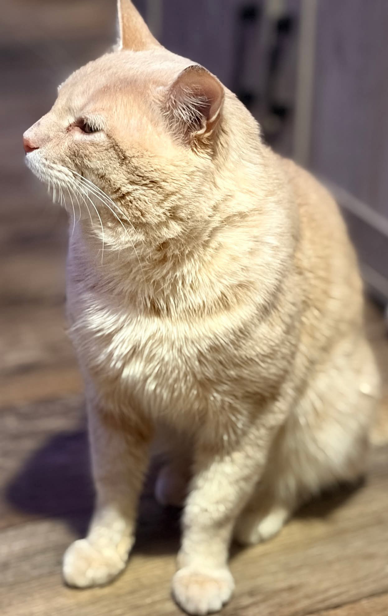 Professor Pumpkin Paws, photo 8