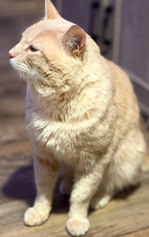 Professor Pumpkin Paws photo 6