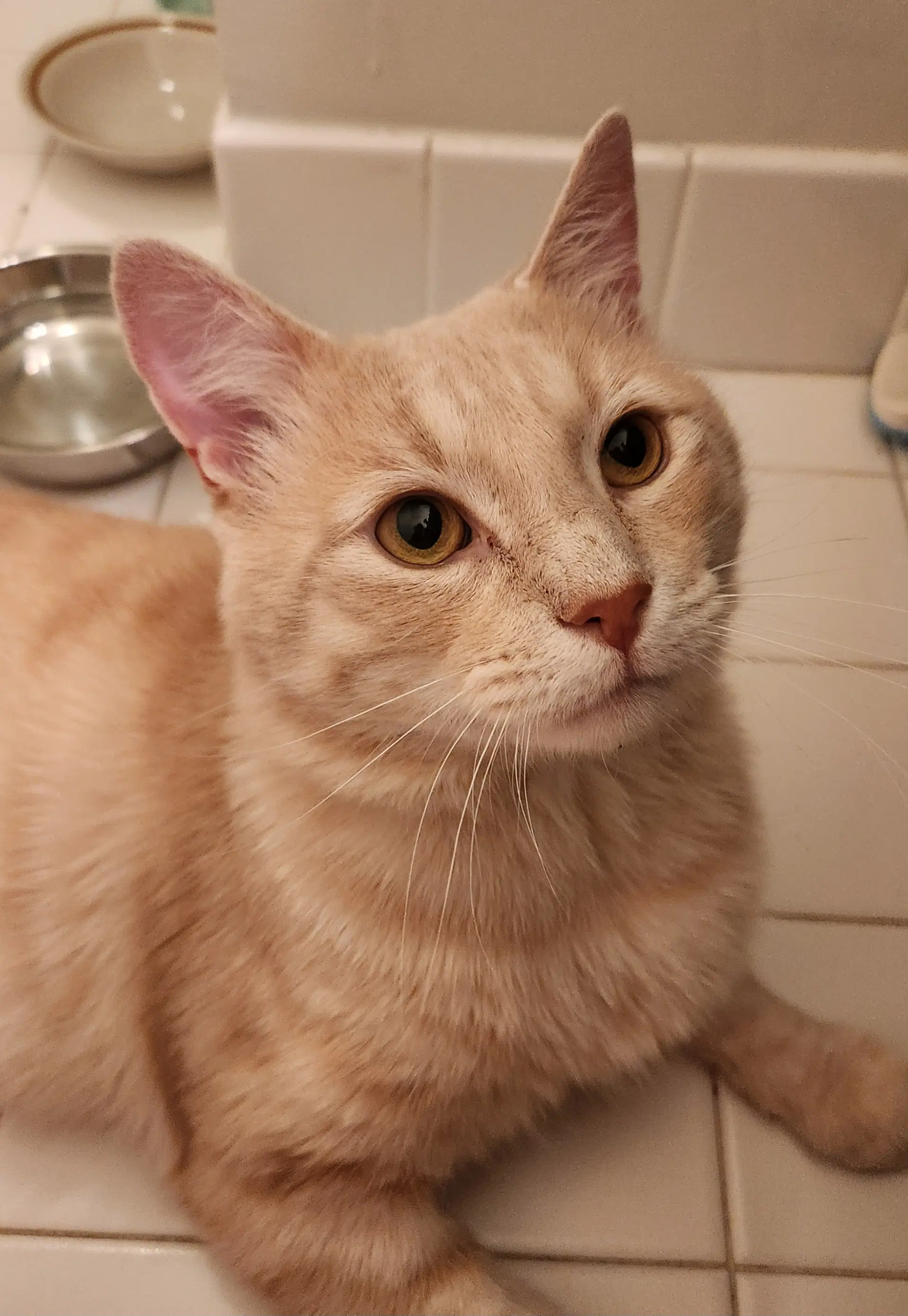 Professor Pumpkin Paws - Domestic Short Hair