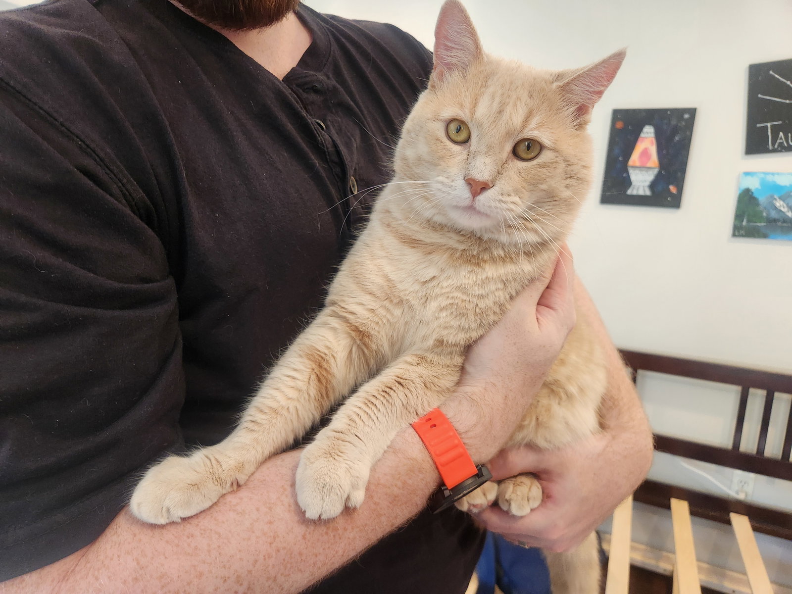 Professor Pumpkin Paws, photo 2