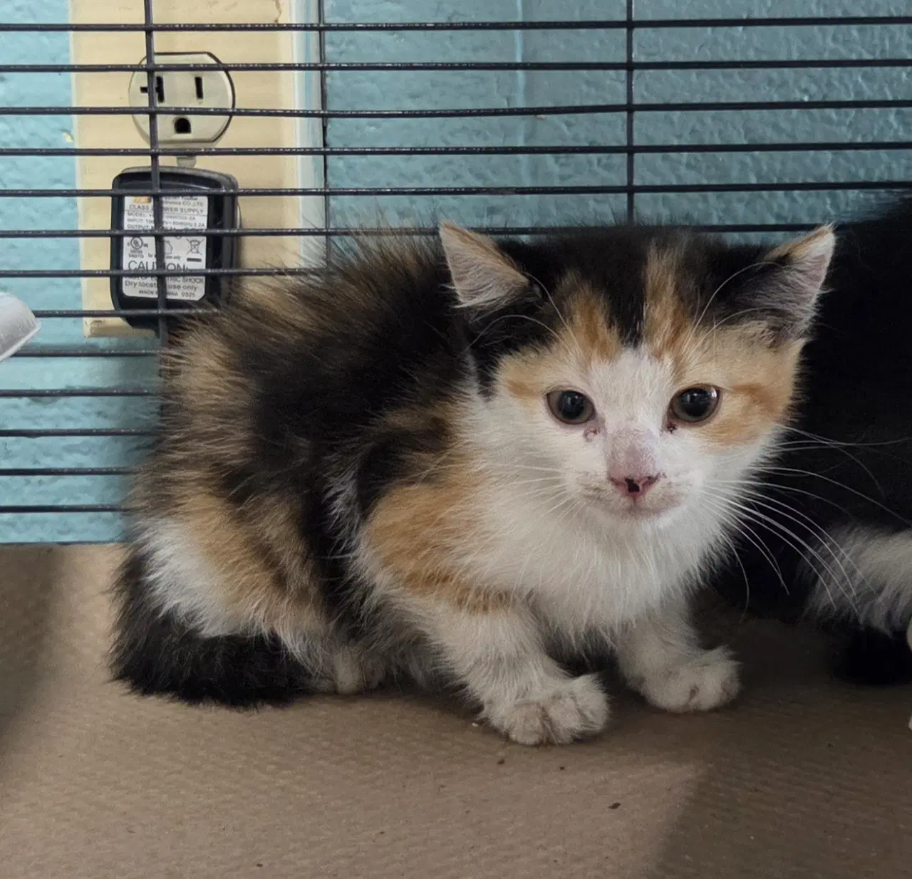 Reba Rae - Domestic Medium Hair