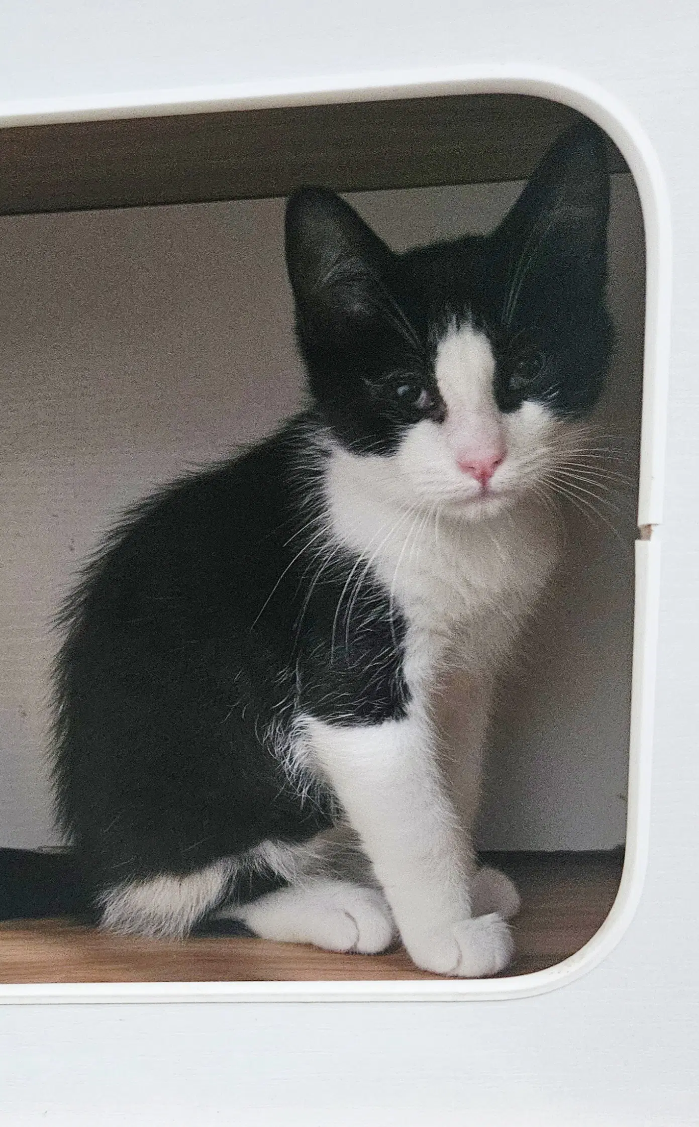Dolly Boy - Domestic Short Hair