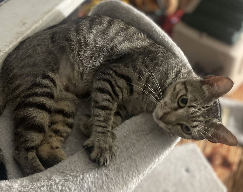 Shila, photo 7