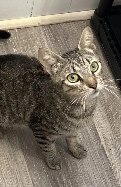 Shila - Domestic Short Hair