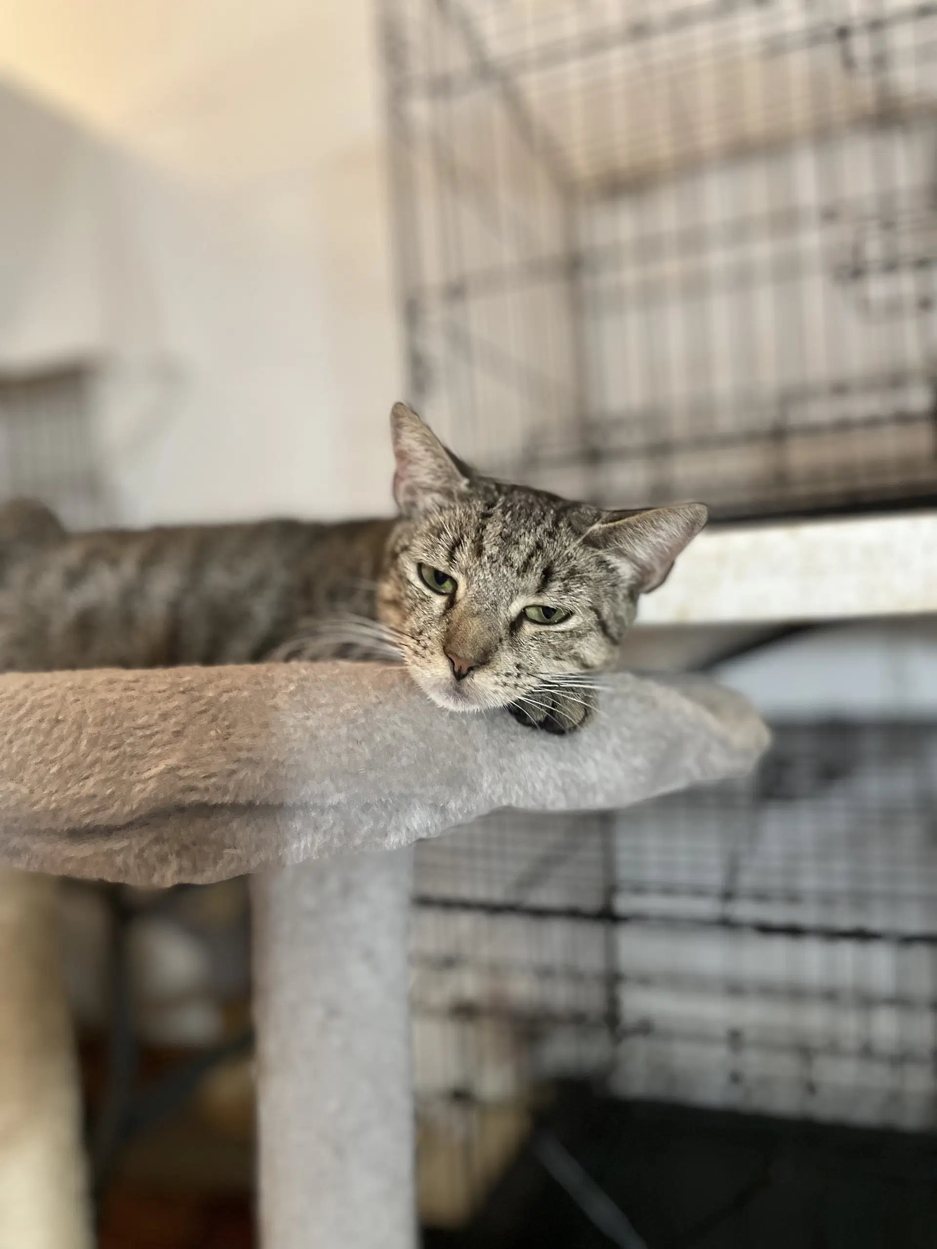 Shila - Domestic Short Hair