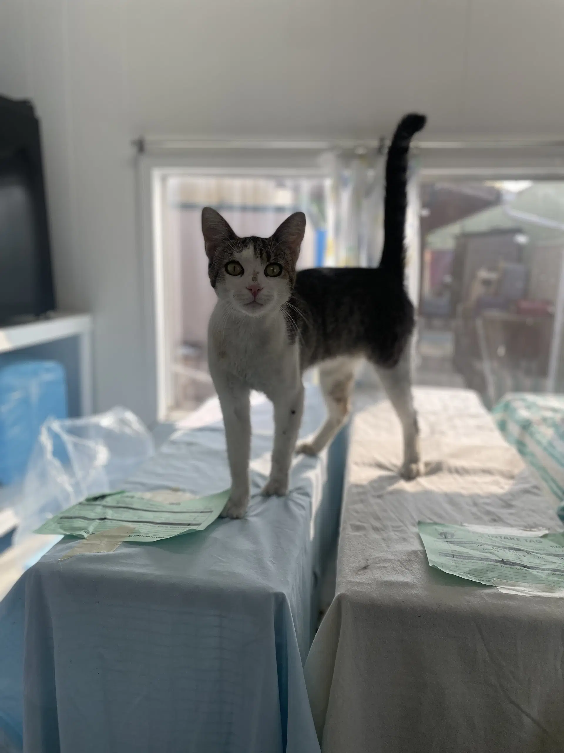 Dooper - Domestic Short Hair