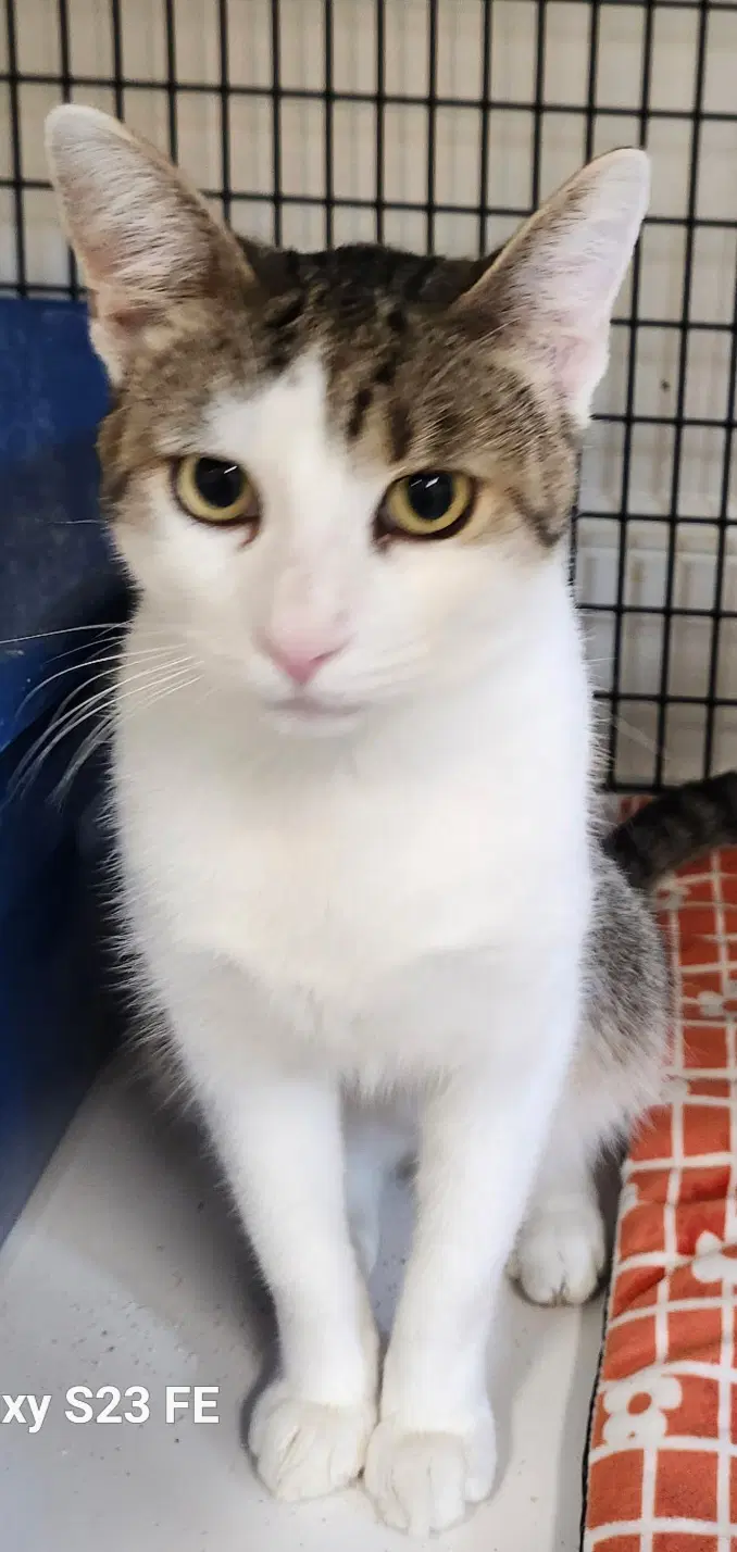 Dooper - Domestic Short Hair