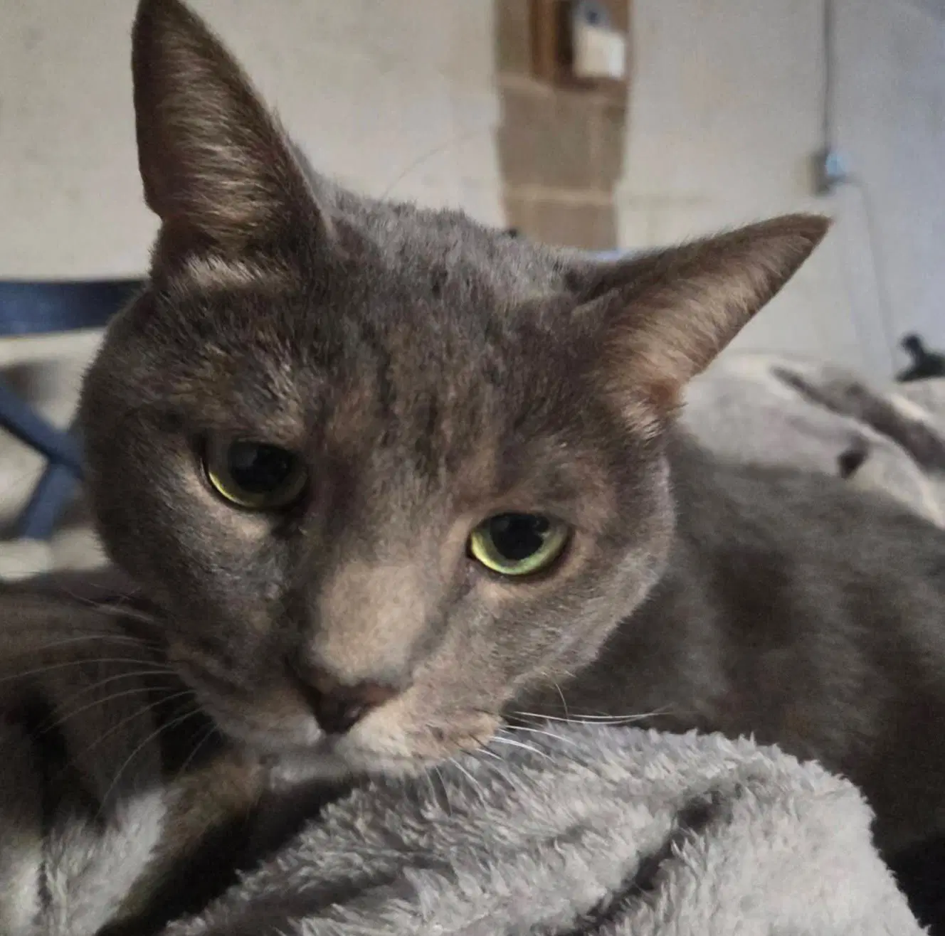 Grace - Domestic Short Hair