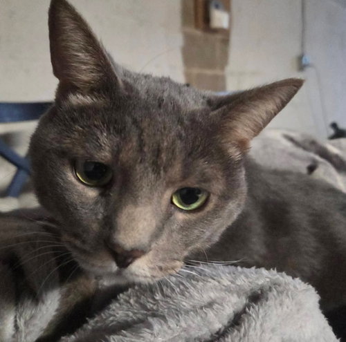 picture of the cat needing adoption