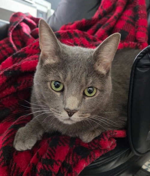 Grace, Domestic Short Hair (short coat)