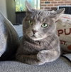 Grace — Fairless Hills, PA Adoption