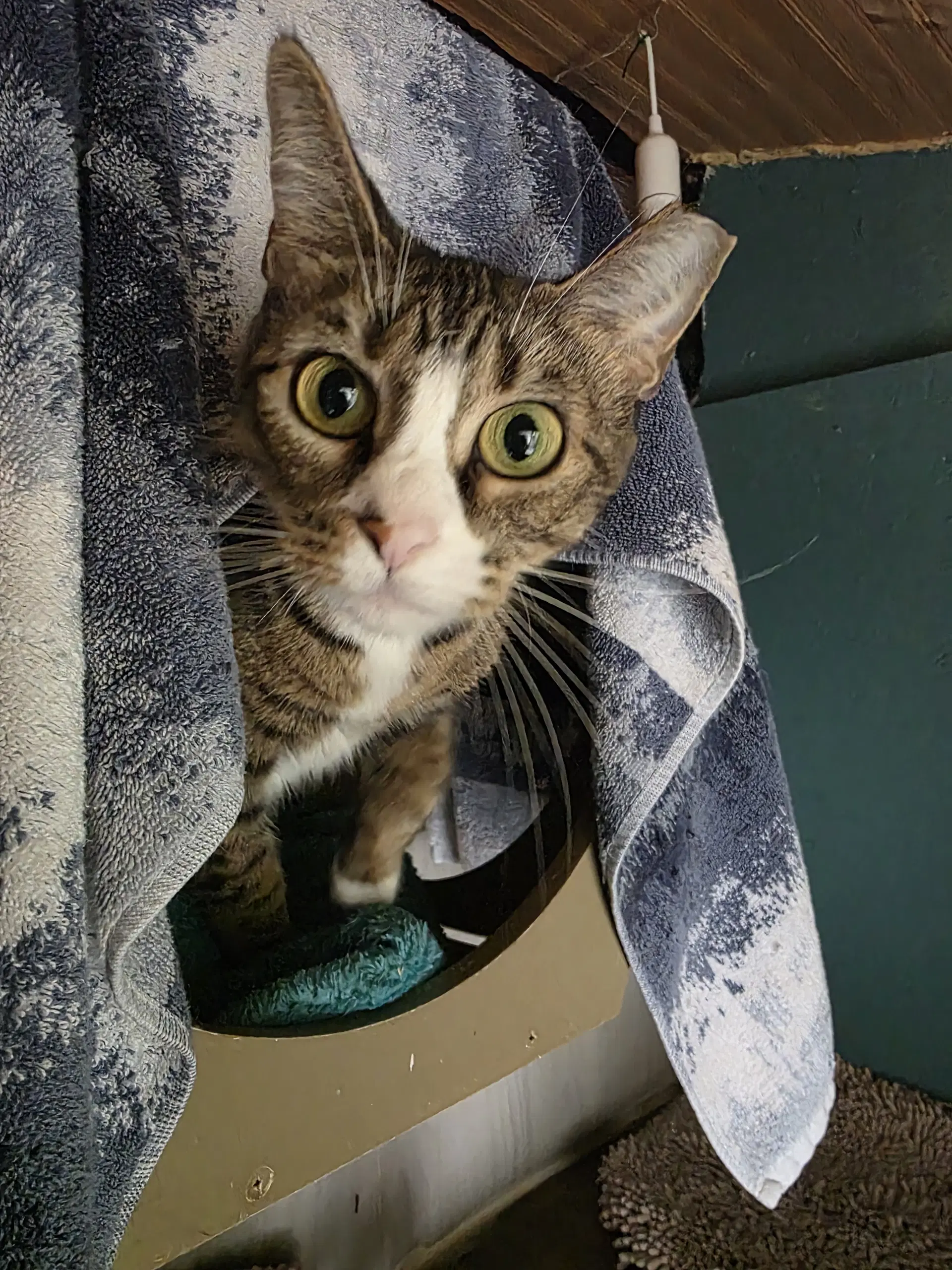 Fresh Flowers - Domestic Short Hair