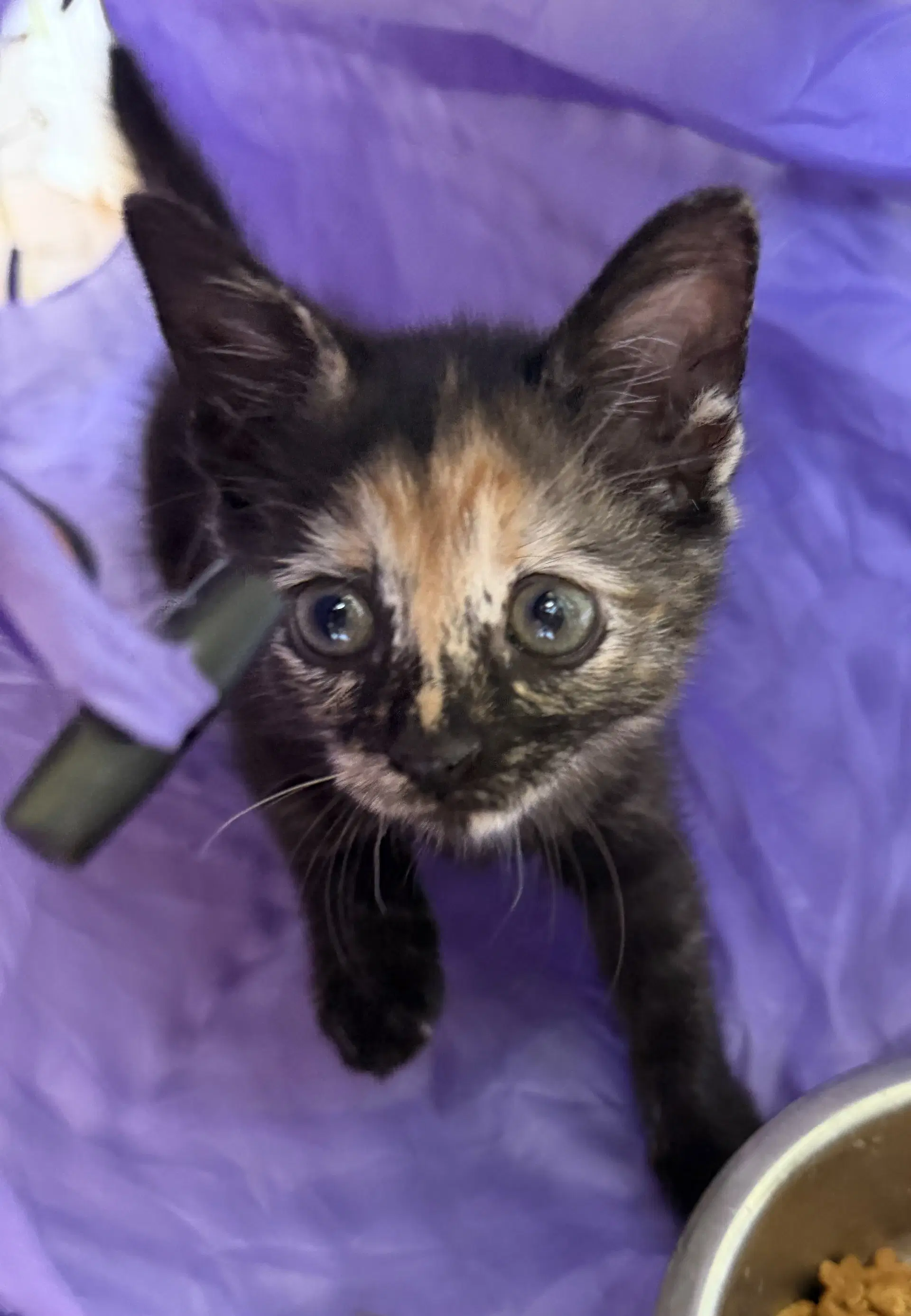 Kismet Mayhem - Domestic Short Hair