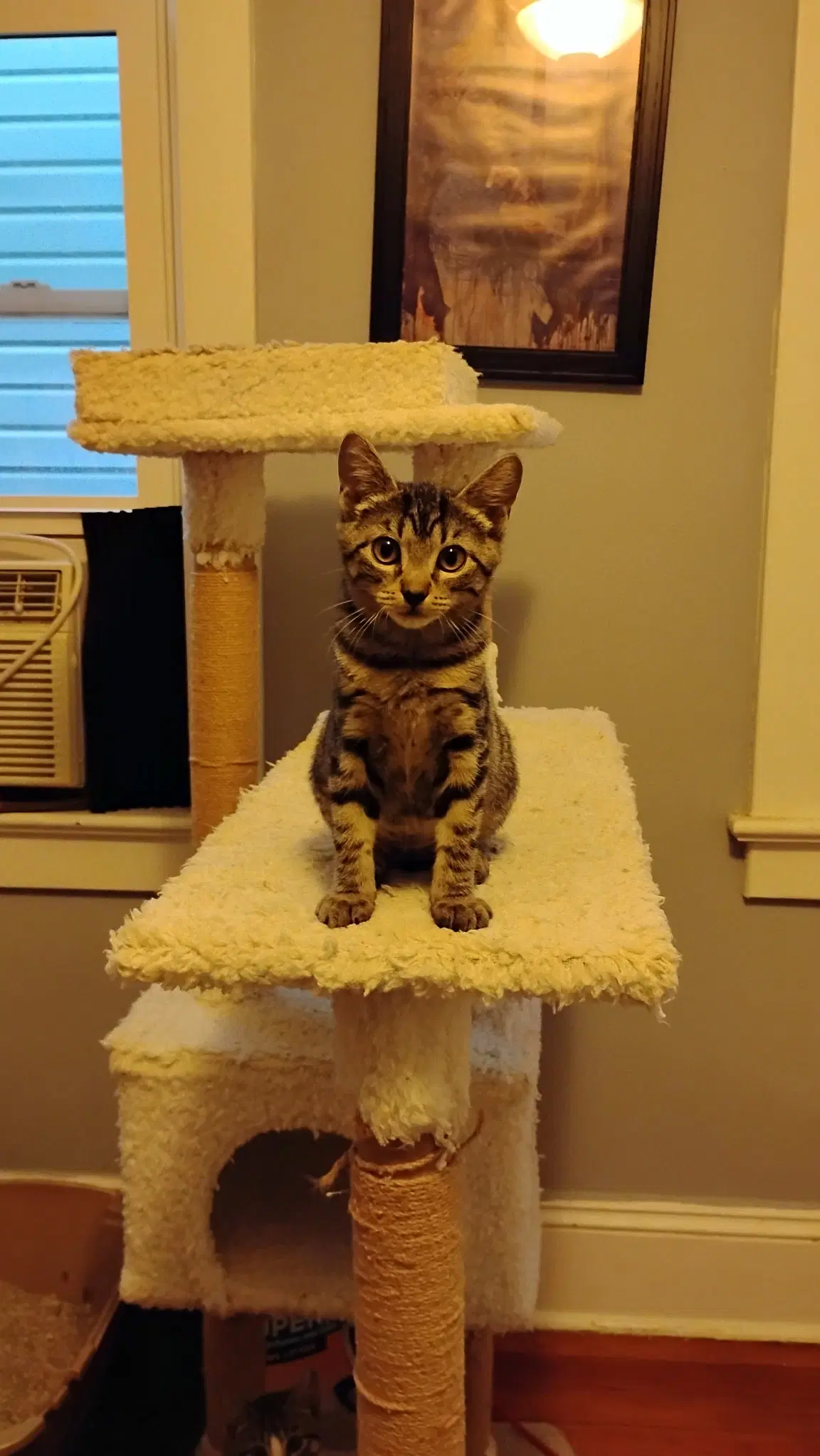 Aunt Shirley - Domestic Short Hair