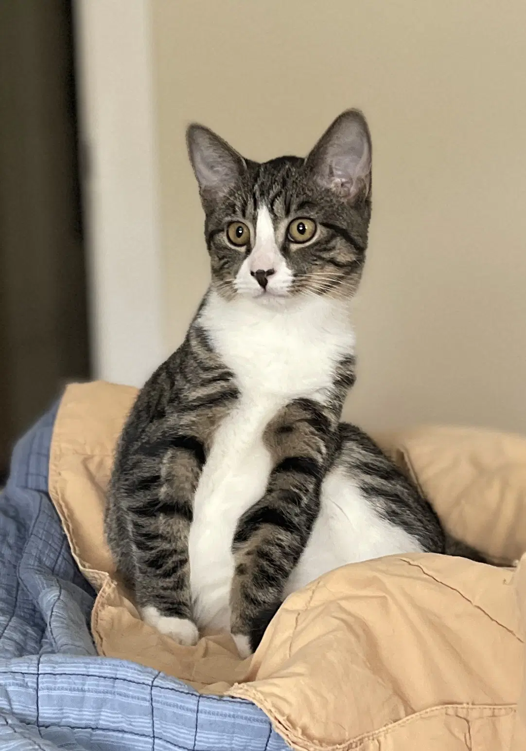 Half Pint And Aunt Shirley - Domestic Short Hair