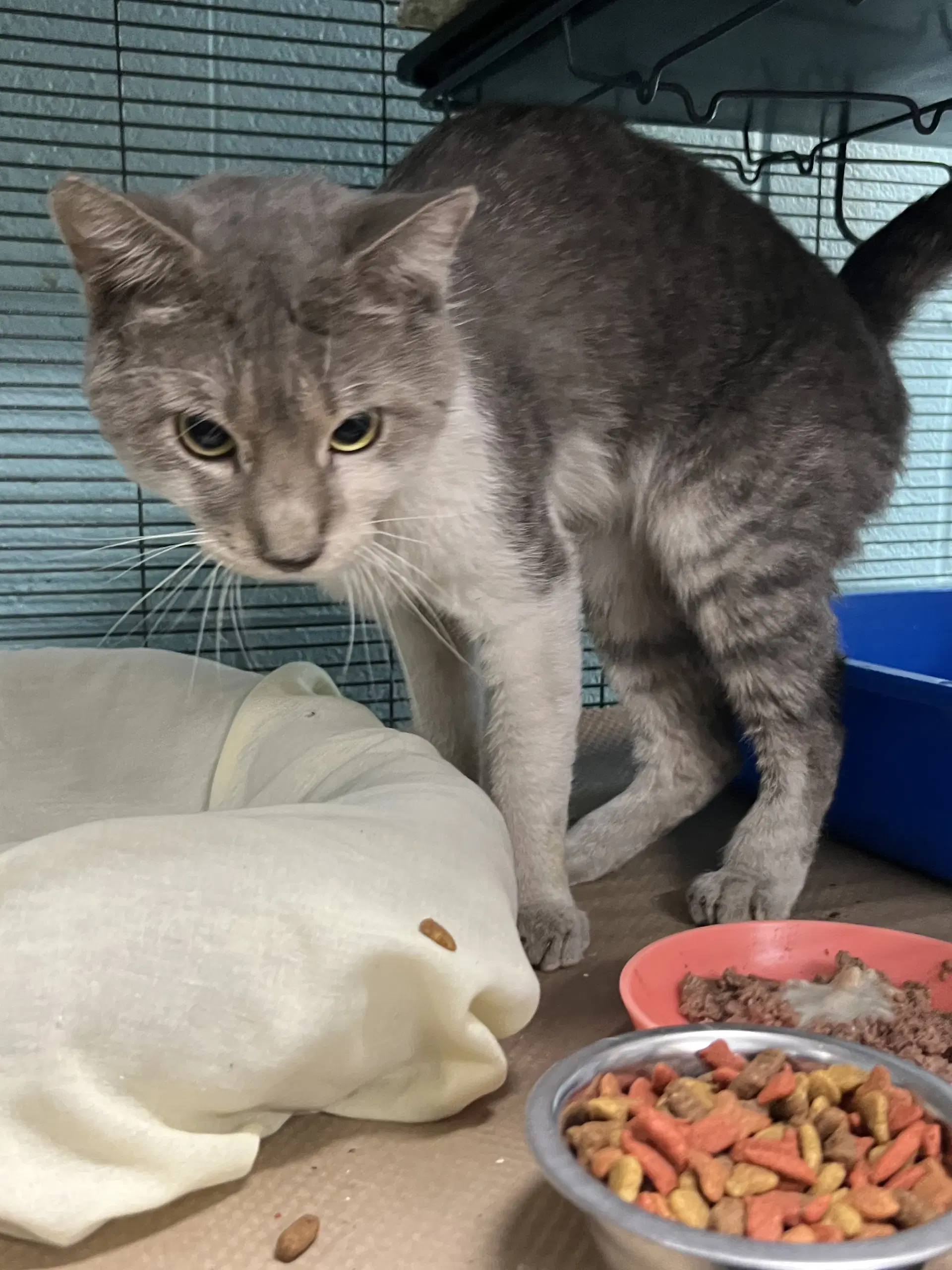 Woods Tas - Domestic Short Hair