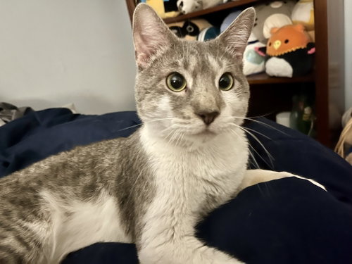 Woods, a cat for adoption from Trenton Cats Rescue