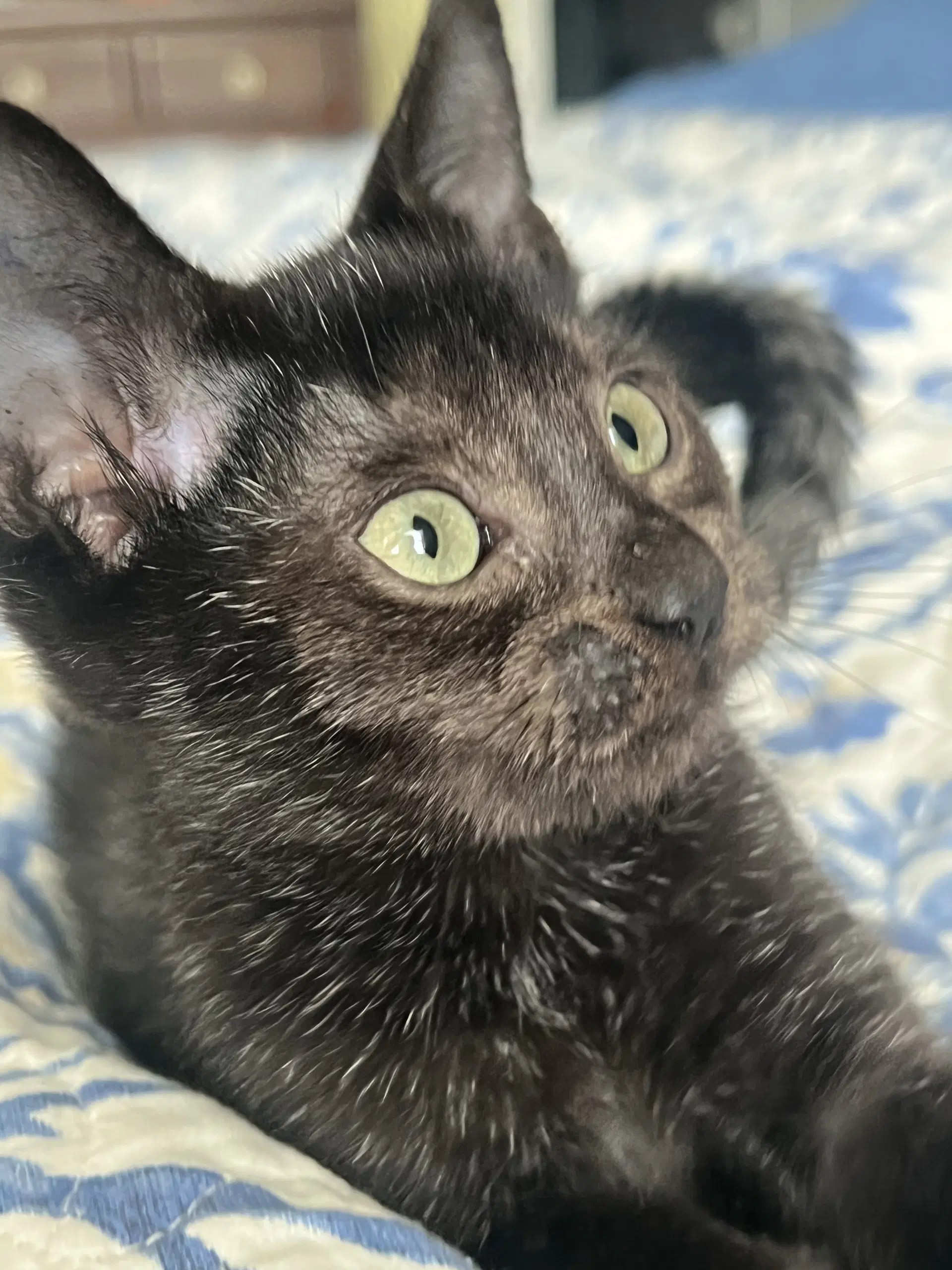 Kiwi Nagle - Domestic Short Hair