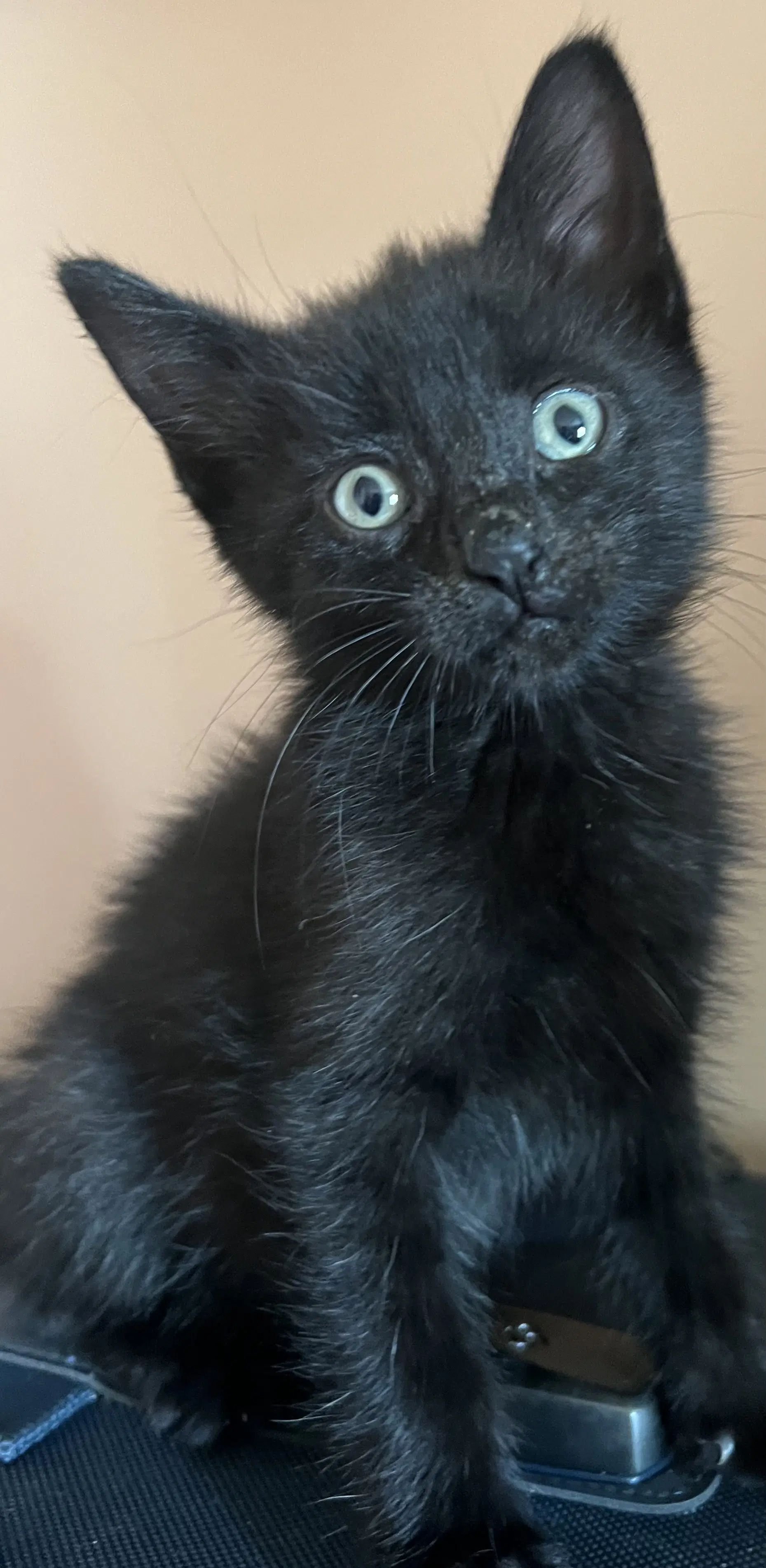 Buddha Nagle - Domestic Short Hair