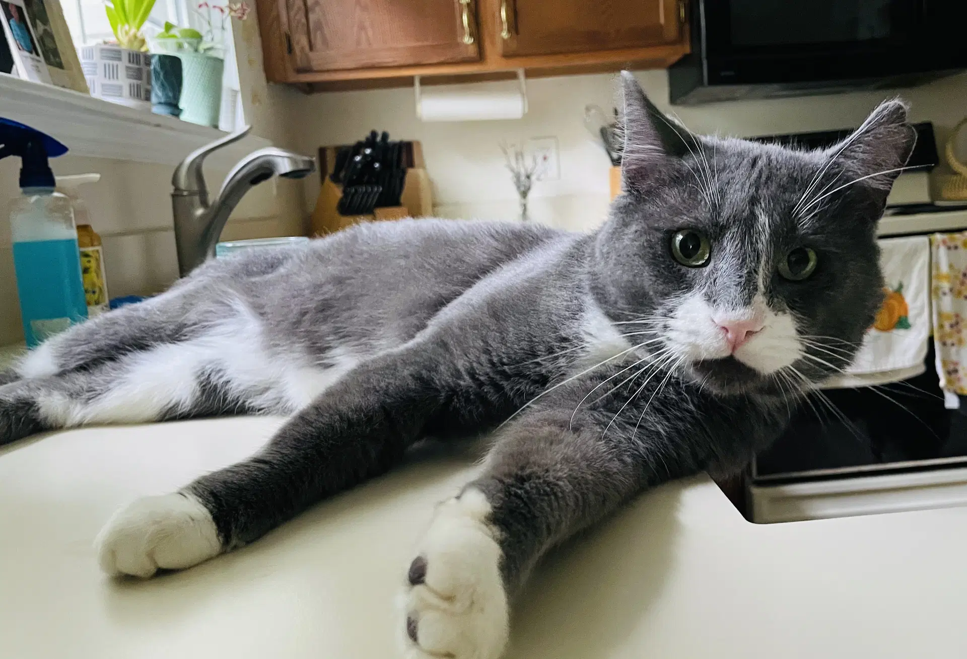 Hoge - Domestic Short Hair