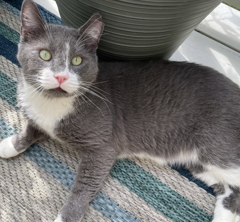 Hoge, an adult male cat up for adoption
