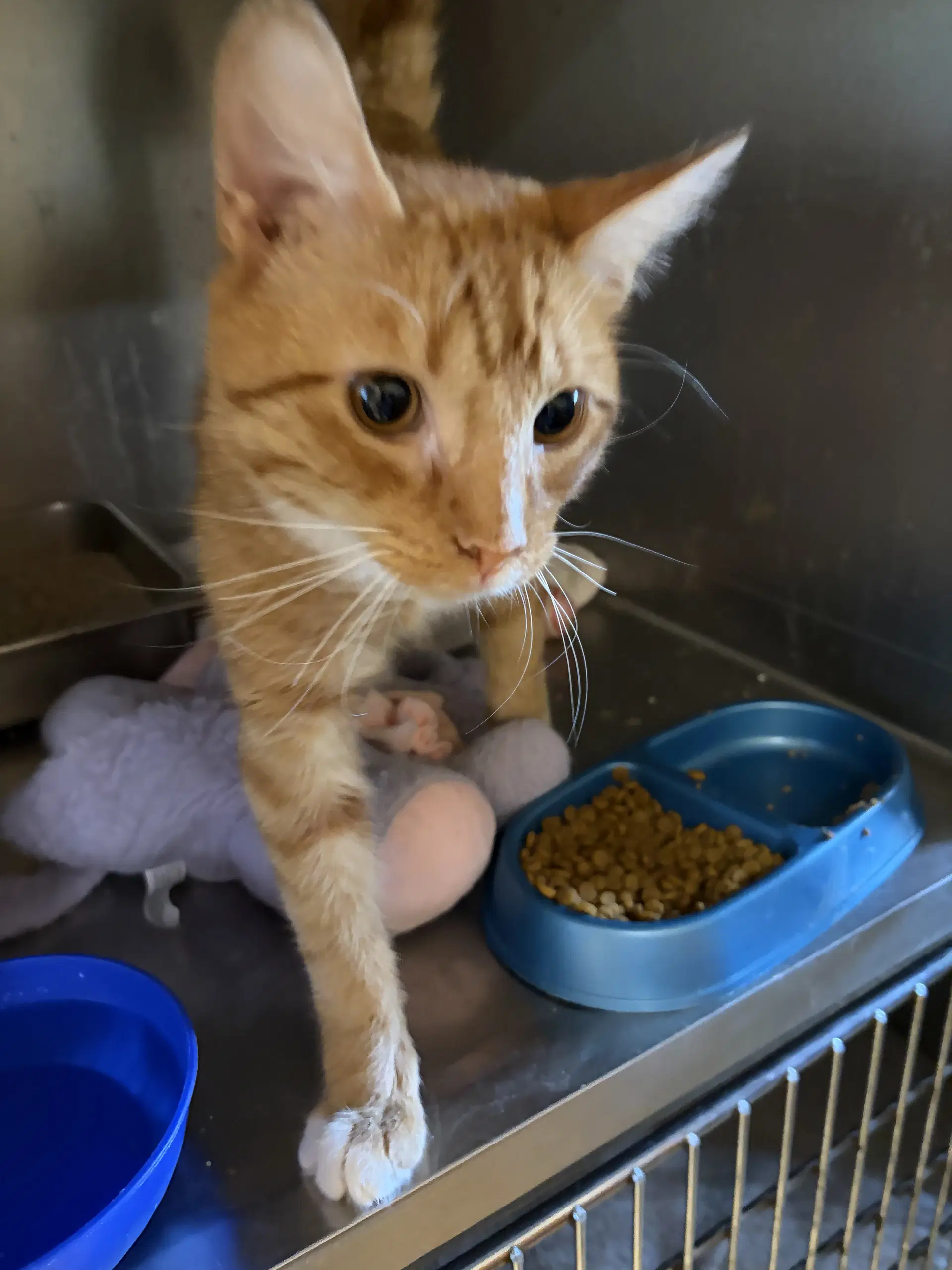 Clint Tas - Domestic Short Hair