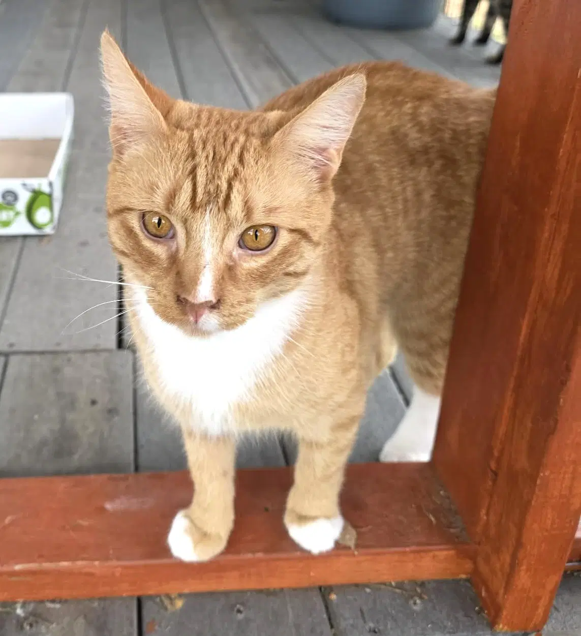 Clint - Domestic Short Hair