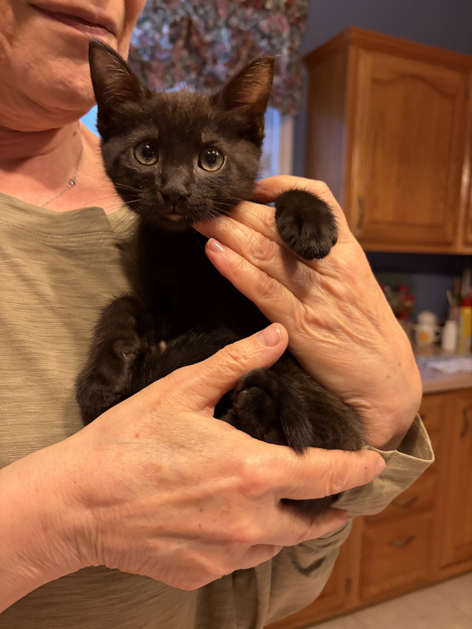 Raphael W, Domestic Short Hair