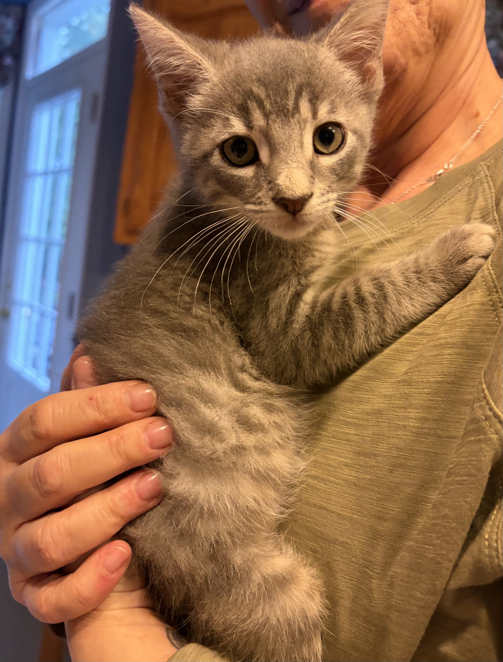 Leonardo W, Domestic Short Hair