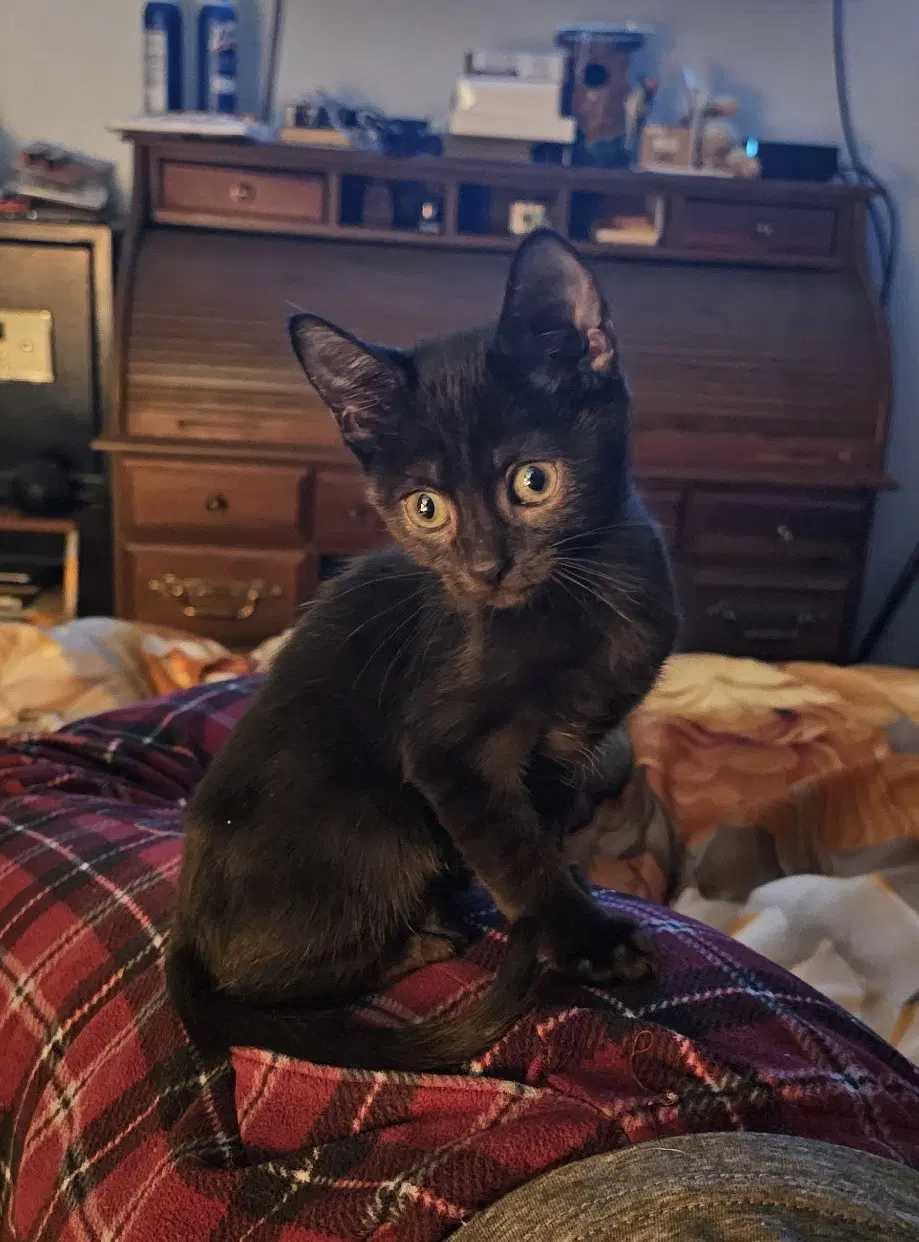 Paw Paw - Domestic Short Hair