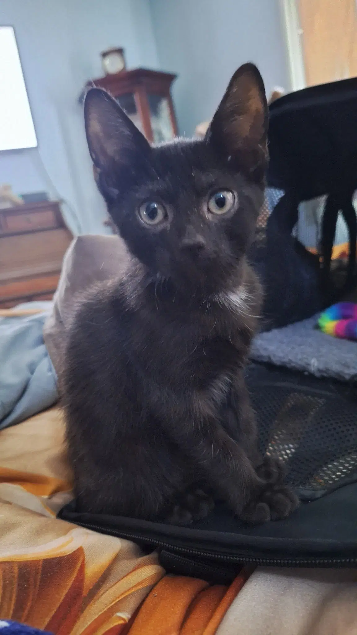 Moanao - Domestic Short Hair