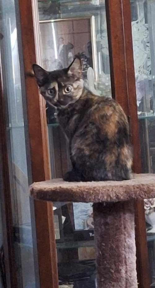Tui, a cat for adoption from Trenton Cats Rescue