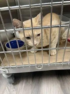 Ivan Tas - Domestic Short Hair
