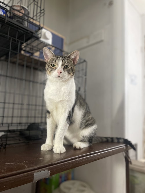 Rectus Maximus, Domestic Short Hair (short coat)