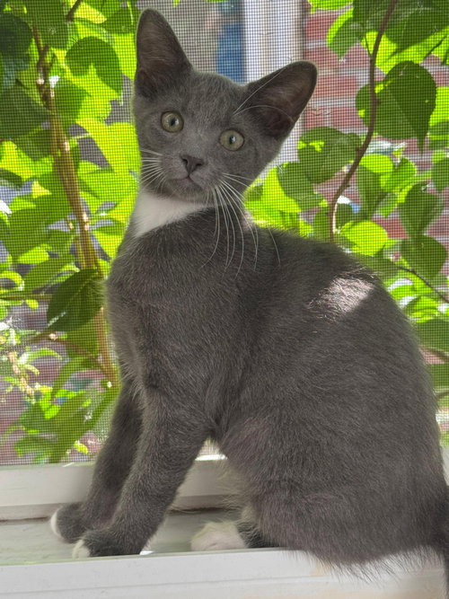 Shandygaff, a cat for adoption from Trenton Cats Rescue
