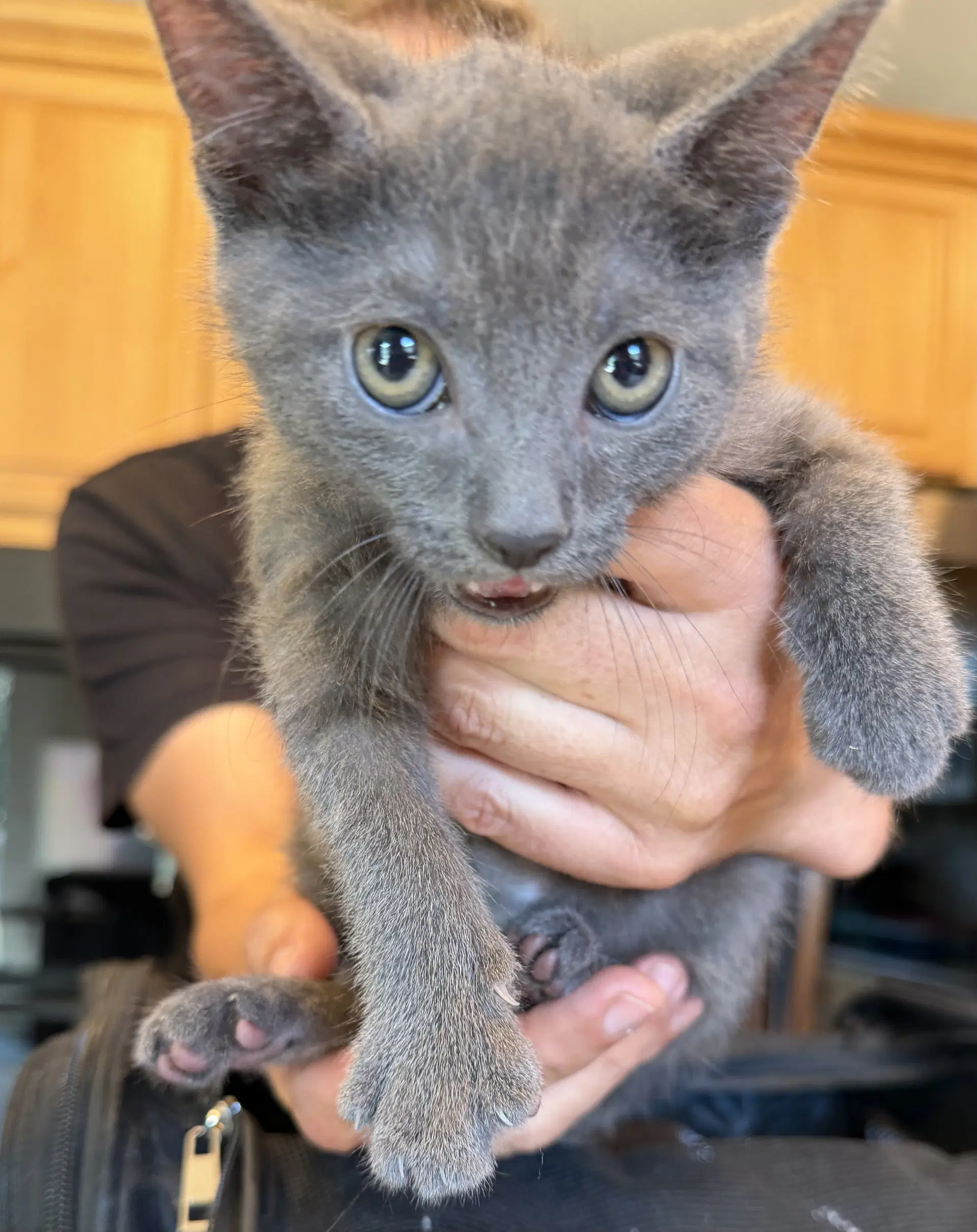Radler - Domestic Short Hair